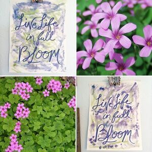 Seasonal Flower Painting -Pink Oxalis